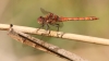 J01_4255 Sympetrum striolatum male